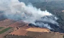 Manisa Gölmarmara'da  Orman Yangını