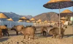 Marmaris'te Domuzlar Sahile İndi