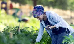 Mahalle Bostanında Hasat Zamanı