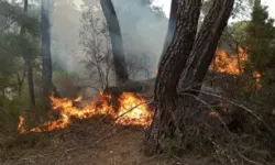 Yıldırım Düşmesiyle 11 Noktada Orman Yangını Çıktı