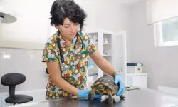 Yangından Kurtarılarak Tedavi Edilen Kaplumbağalar, Doğaya Salındı