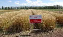 22 Yılda Geliştirilen 'Parla' Buğday Çeşidi Yüz Güldürdü