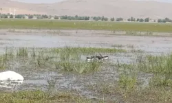 Yaralı Bulduğu Yaban Kazlarını Tedavi Ettirip, Yavrularıyla 250 Kilometre Mesafedeki Göle Bıraktı