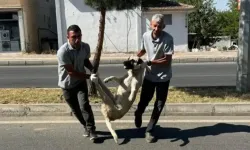 Silvan Belediyesi, Sokak Köpeklerinin Toplandığını Duyurdu; Tepkiler Üzerine Paylaşım Silindi