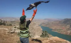 Siirt'te Bitkin Halde Bulunan Kaya Kartalı, Tedavisinin Ardından Doğaya Bırakıldı