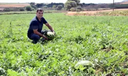 Tekirdağ'da Karpuzda 'Kırmızı Örümcek' Zararı