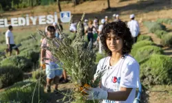 Bodrum'da Lavanta Kokuları İçinde Hasat Keyfi