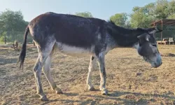 Sağ Ön Ayağındaki Kırıktan Dolayı Ölüme Terk Edilen Eşek, Osmaniye’de Hayat Buldu