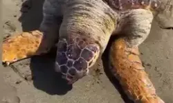 Hatay Sahilinde Ölü Caretta Caretta Bulundu