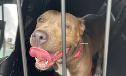 ABD’de Polis, Arabanın İçerisinde Bırakılmış Köpeği Camı Kırarak Kurtardı