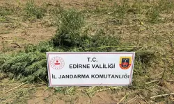 Edirne’de 5 Bin 600 Kök Hint Keneviri Ele Geçirildi