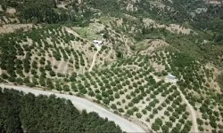 İzmir Bozuk Orman Arazisini, Ceviz Ormanına Dönüştürdü