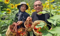 1200 Rakımda 18 Bin Çilek Fidesi Yetiştirdi