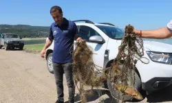 Yasak Dönemde Göle Bırakılan Hayalet Ağlar Toplanıyor