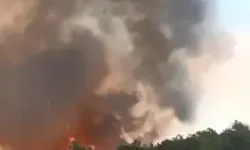 Bolu’da Orman Yangını Çıktı, Ekipler Seferber Oldu