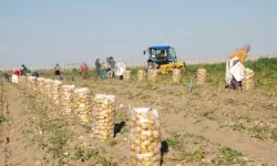 Niğde'de Günlük 300 Ton Patates İhracatı Yapılıyor