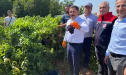 Hatay'da Üzüm Hasadı Başladı