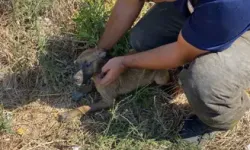 Hatay’da Kuyuya Düşen Yavru Köpek Kurtarıldı