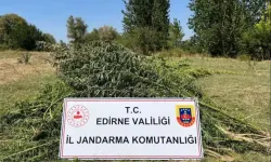 Edirne'de 700 Kök Hint Keneviri Yakalandı