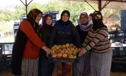 Şeftalide Verim Yüzleri Güldürüyor