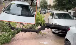 Avcılar'da Sağanak Yağışta Ağaç, Park Halindeki Araç Üzerine Devrildi