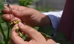 Yerli ve Milli Patates Çeşitleri İçin Yeni Gelişmeler