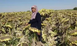 Yarışmayla Tanınmıştı; Bu Kez Çekirdek Hasadı Yaptı