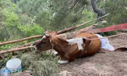 Uçurumda Mahsur Kalan İnek, 2 Gün Boyunca Kurtarılmayı Bekliyor