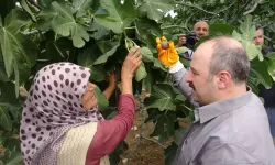 Avcılar'da İncir Hasadına Katılan Varank: Desteklerin Kaldığına Dair Yalanlara İnanmayın