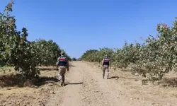 Şanlıurfa'da Fıstık Hırsızlığına 6 Gözaltı