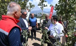 Belen’de Alıç Meyvesinin İlk Hasadı Gerçekleşti