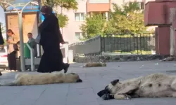 Ağrı'da Başıboş Köpekler Tedirginlik Yarattı