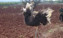 Kilis'te Sınırı Geçen Deve Kuşu Yakalandı