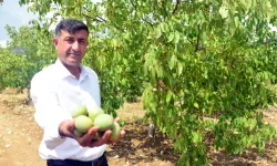 Kahramanmaraş'ta AB Tescilli Çağlayancerit Cevizinin Hasadı Başladı