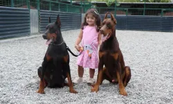 Samsun'da Doberman Çiftliği Kurup, 40'tan Fazla Ülkeye Köpek Gönderdi