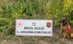 Bingöl'de Kenevir Operasyonu: 5 Bin 162 Kök Kenevir Ele Geçirildi