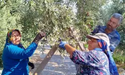 Coğrafi İşaretli Sarıulak Zeytini Hasat Edilmeye Başladı