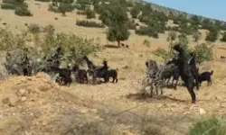 Fıstık ve Zeytin Fidanları Keçilere Yem Oldu