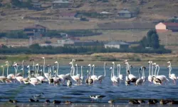 Flamingolara Fotoğrafçılardan Yoğun İlgi