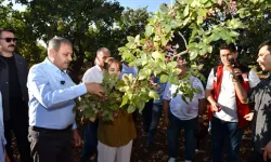 Şanlıurfa Valisi Şıldak, Fıstık Hasadına Katıldı