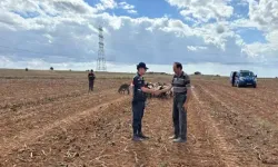 Kırklareli'de Kaybolan 60 Küçükbaş Hayvan Dronla Bulundu