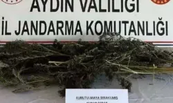 Evinde 250 Gram Esrar ve 153 Kök Hint Keneviriyle Yakalandı