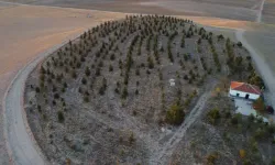 Bir Adamın 25 Yıllık Çalışması Bozkırı Ormana Çevirdi