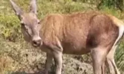 Kızıl Geyiklerden Biri Kavun Tarlasında, Diğeri Köyde Görüntülendi