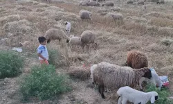 Mavi Dil Hastalığı ve Kadirli'deki Önlemler