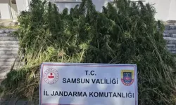 Samsun'da Kenevir Ele Geçirilmesi: Havza İlçe Jandarması Tarafından Yürütülen Operasyon