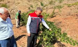 Kurulmuş Olan Telli Terbiye Sistemli Üzüm Bahçesi