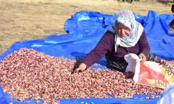 Sivas'tan 'Fıstığın Başkenti' Gaziantep'e Fıstık Gönderiyorlar