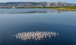 İzmit Körfezi'nde flamingo popülasyonu arttı