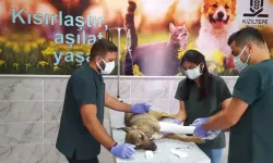 Mardin'de Sokak Köpeğinin Kırılan Ayağı Alçıya Alındı